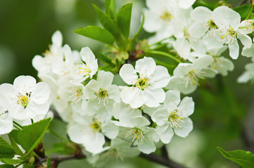 Cherry flowers