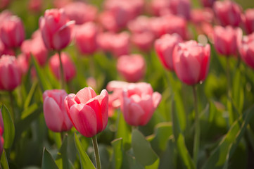 Red beautiful tulips