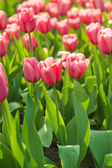 Red beautiful tulips