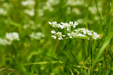 Spring white  flowers