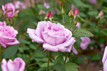 Vintage rose