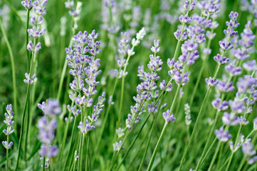 Lavender flowers