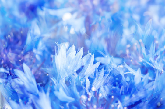 Abstract cornflower background