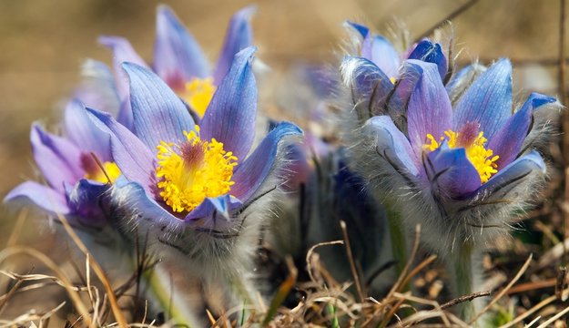 flower of pasqueflower