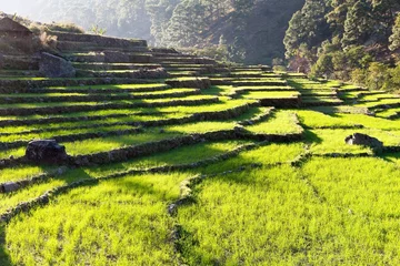 Fototapete Rund grünes Reisfeld in Nepal © Daniel Prudek