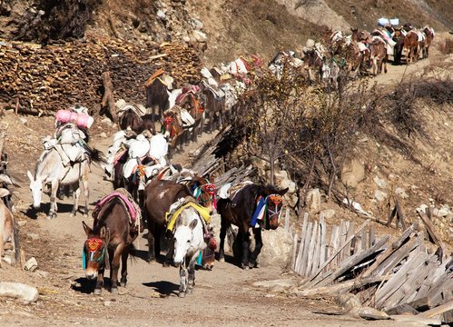 caravan of mules with goods - Western Nepal