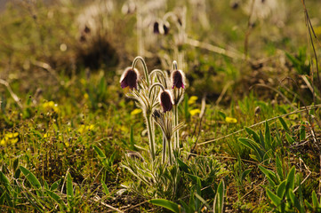 Pasque-flower in nature