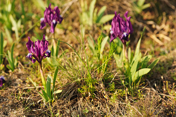 Iris flower in nature