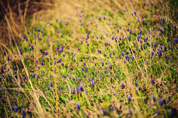 Muscari neglectum