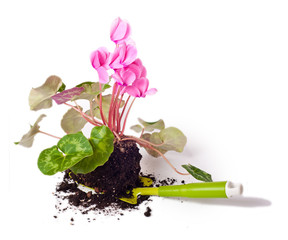 Gardening, planting flowers