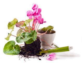 Gardening, planting flowers