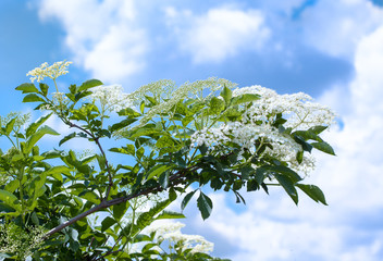 Elderberry flowers on the bush, set against a sky