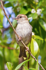 Sparrow