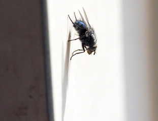 Fly