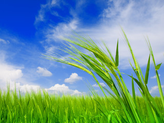 Fototapeta premium Wheat field against a blue sky