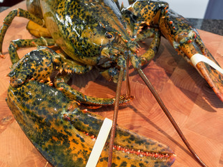 Close-up of cooked lobsters