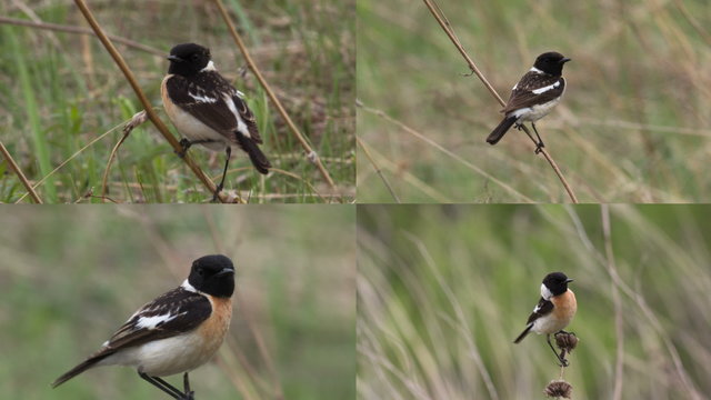 Male stonechat sitting on a branch