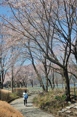 Obraz premium Pink Cherry blossom along the pathway at lake Kawaguchi