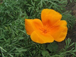 Orange eschscholzia (California poppy) against green grass