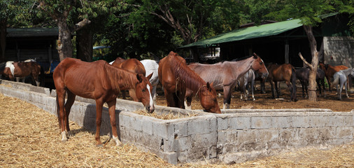 Stable Horses