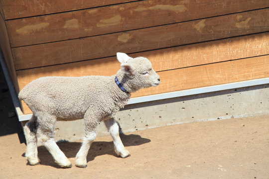 子羊 Images Browse 1 380 Stock Photos Vectors And Video Adobe Stock