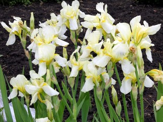 pastel yellow irises