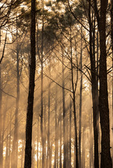 Foggy forest in early morning