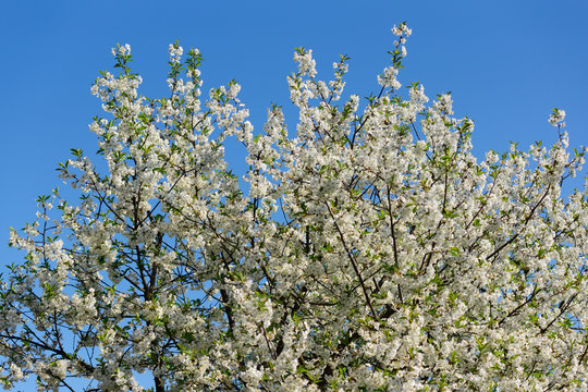 the apple-tree blossoms