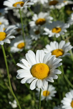 marguerite commune (leucanthemum vulgare)