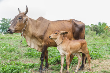 Baby cow