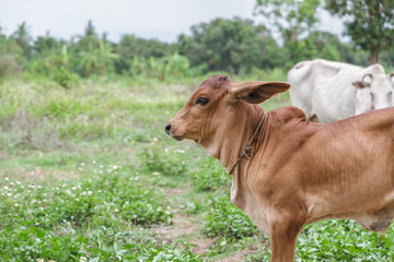 Baby cow