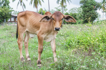 Baby cow