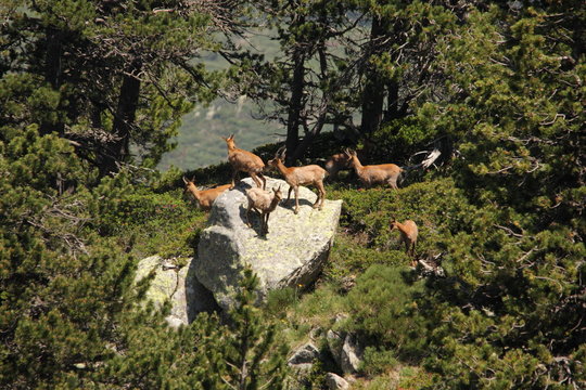 Isard ou chamois pyr&eacute;n&eacute;en (Rupicapra pyrenaica)