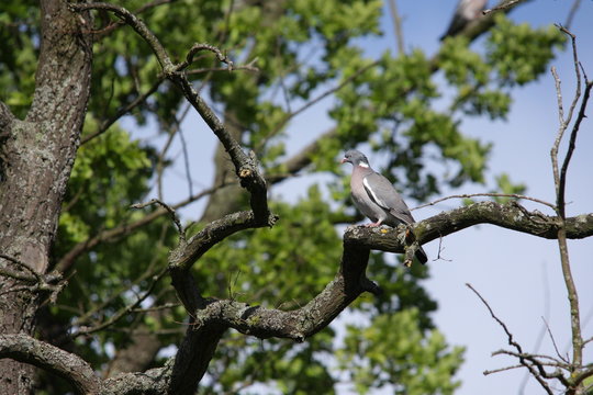 Pigeon ramier ou palombe (Columba palumbus)