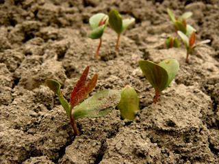 tatarian maple seedlings
