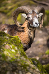 The mouflon (Ovis orientalis) - obrazy, fototapety, plakaty