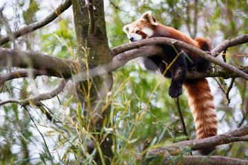 Red panda (Ailurus fulgens, lit. 