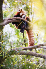 Obraz premium Red panda (Ailurus fulgens, lit. 