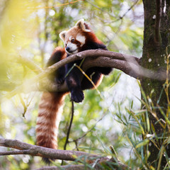 Red panda (Ailurus fulgens, lit. 