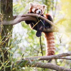 Papier Peint photo Lavable Panda Panda roux (Ailurus fulgens, lit. &quot chat brillant&quot )