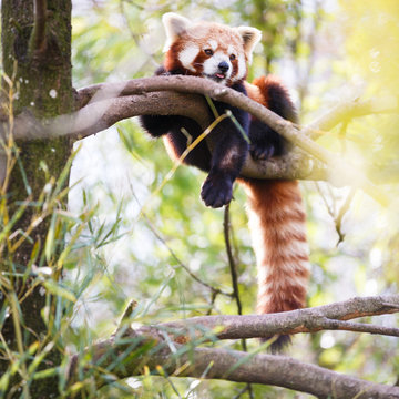 Fototapeta Red panda (Ailurus fulgens, lit. "shining cat")
