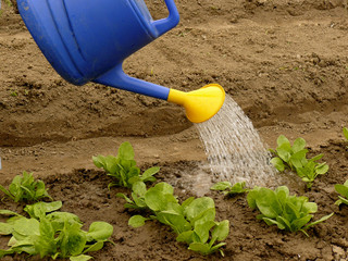 watering of vegetable bed with rows of spinach © DLeonis