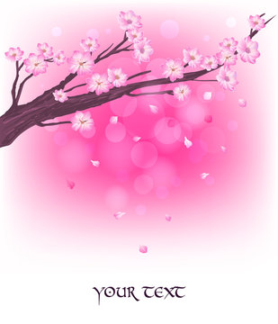 Branch of cherry blossoms. Japanese sakura