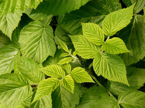 raspberry leaves as nature background