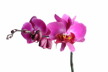 Obraz na płótnie Canvas Orchid 