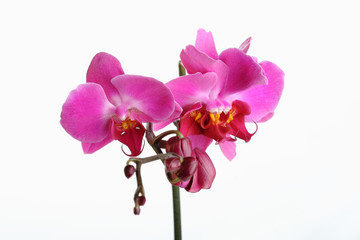 Naklejka na ściany i meble Orchid 