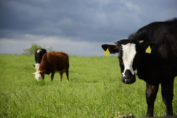 Beautiful cows on a green field