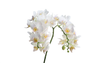 Obraz premium Orchid 