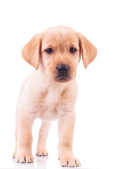 Curious standing labrador retriever puppy dog