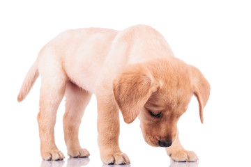 little labrador retriever puppy dog sniffing something